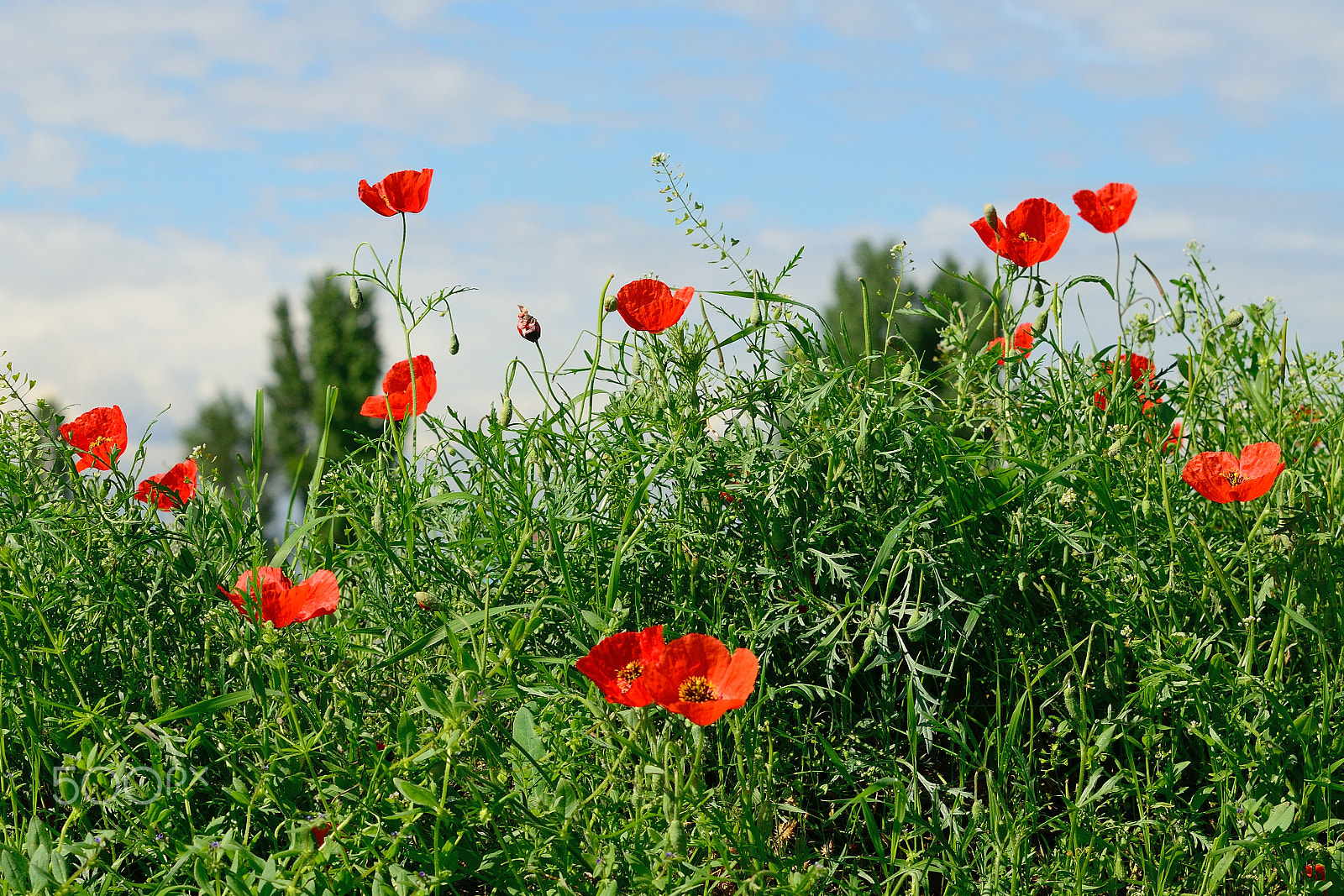 Nikon D5100 sample photo. Papaver.jpg photography