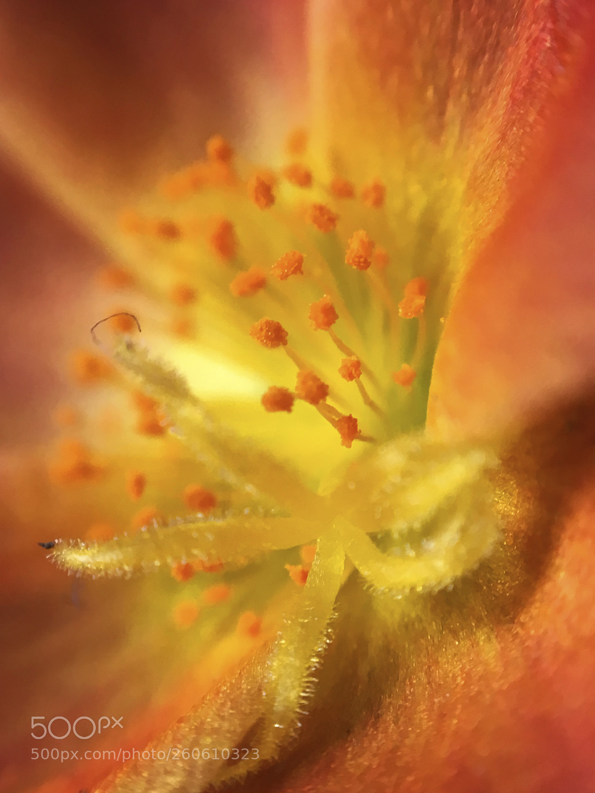 Apple iPhone 6s sample photo. Macro details of flower photography