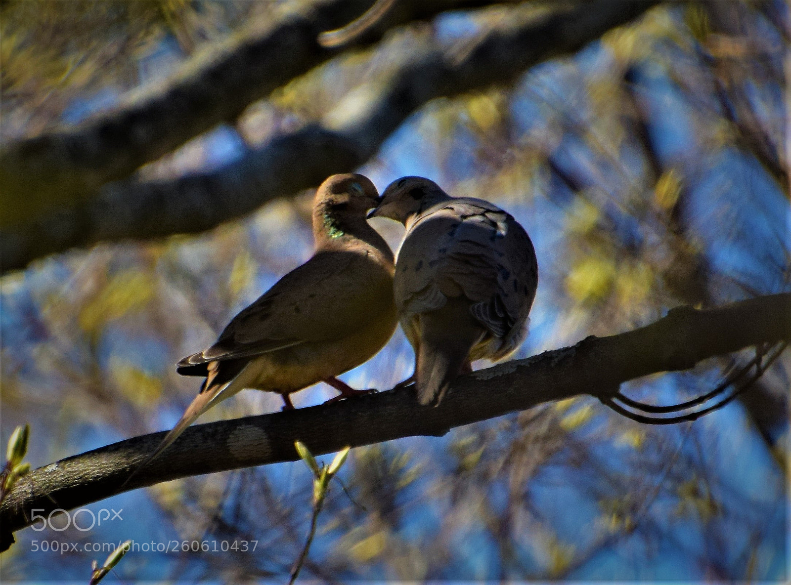 Nikon D5300 sample photo. Love in the air. photography