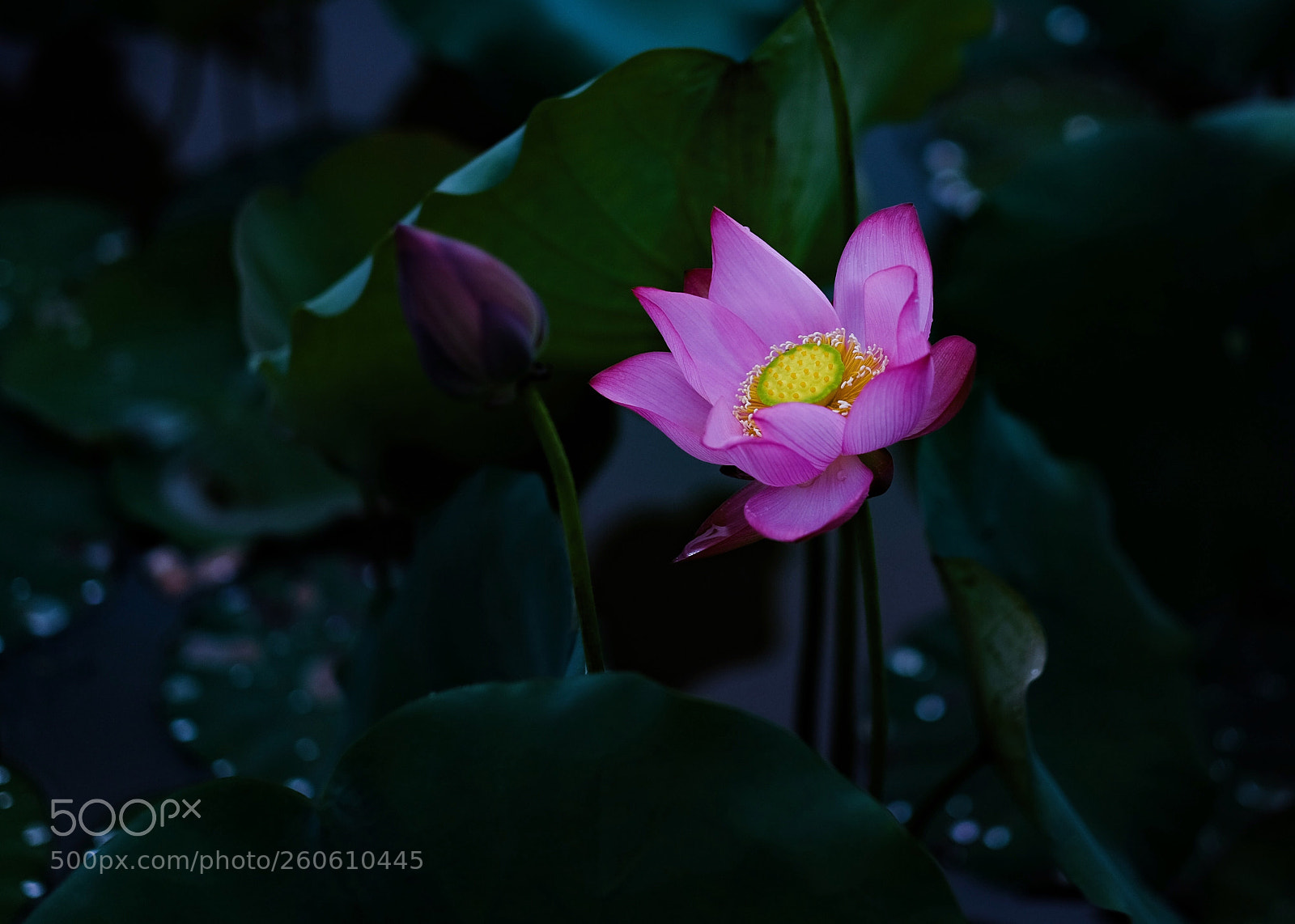 Fujifilm X-T1 sample photo. Untitled photography