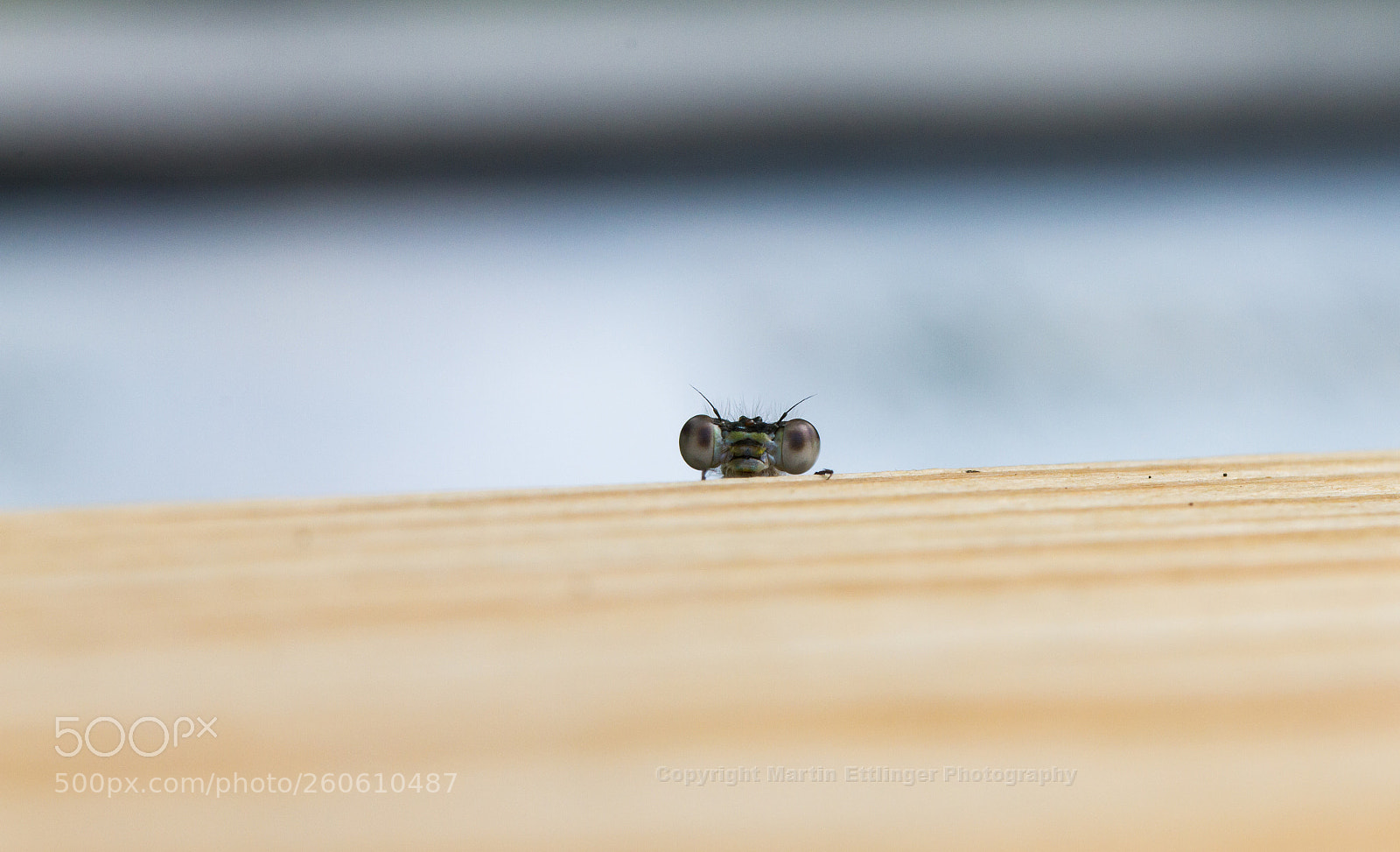Canon EOS 7D sample photo. Dragonfly odonata looks over photography