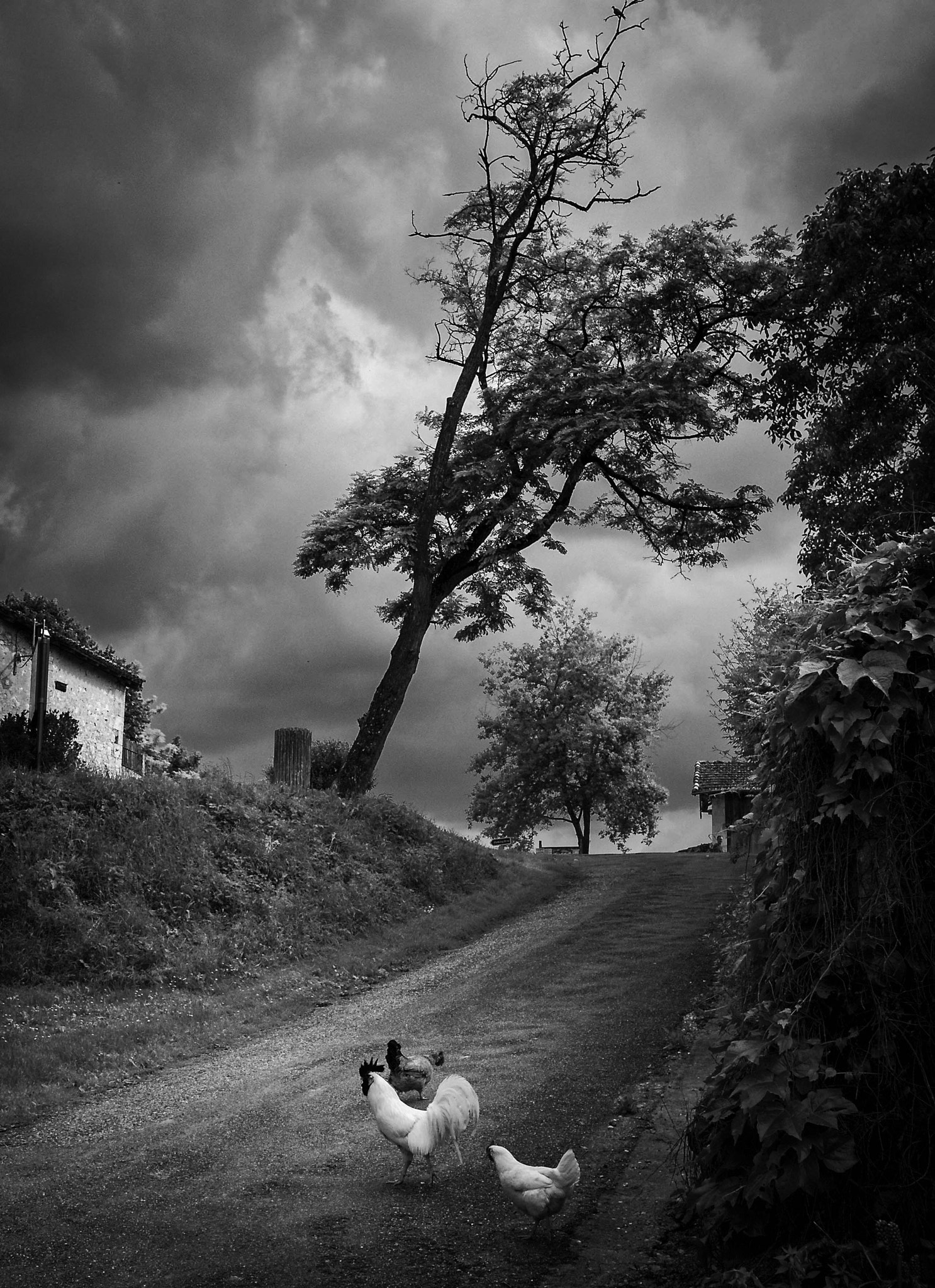 Leica D-Lux (Typ 109) sample photo. Bad weather photography