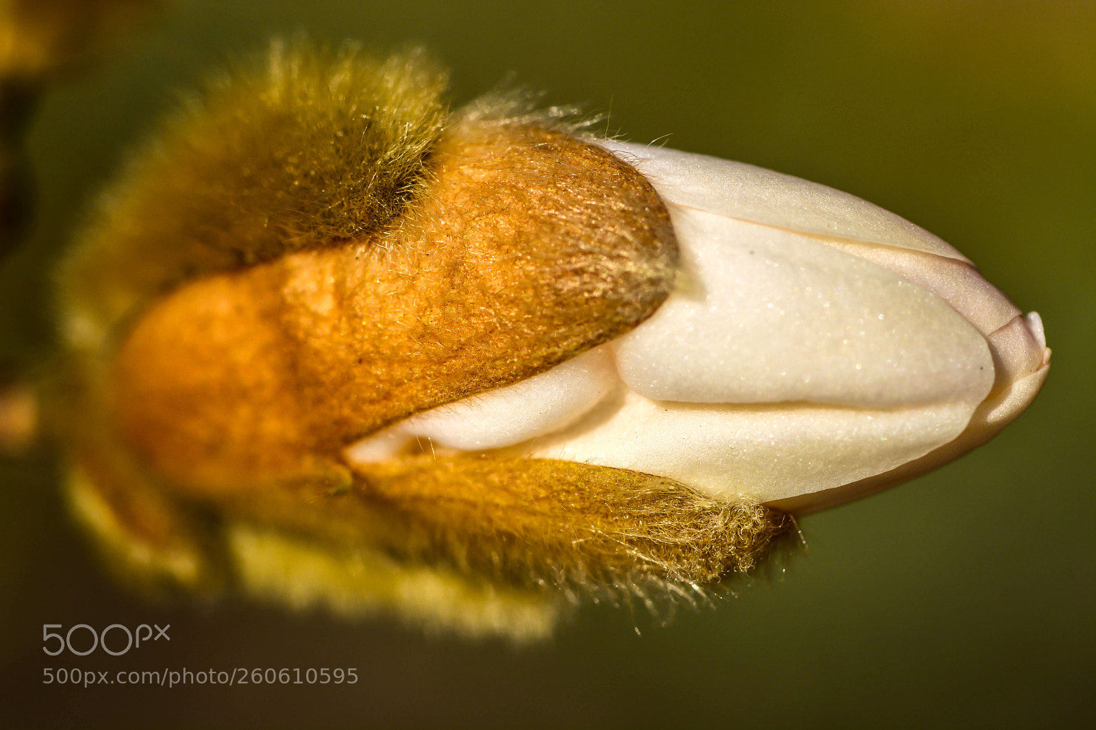 Nikon D7100 sample photo. Flower or camel! photography