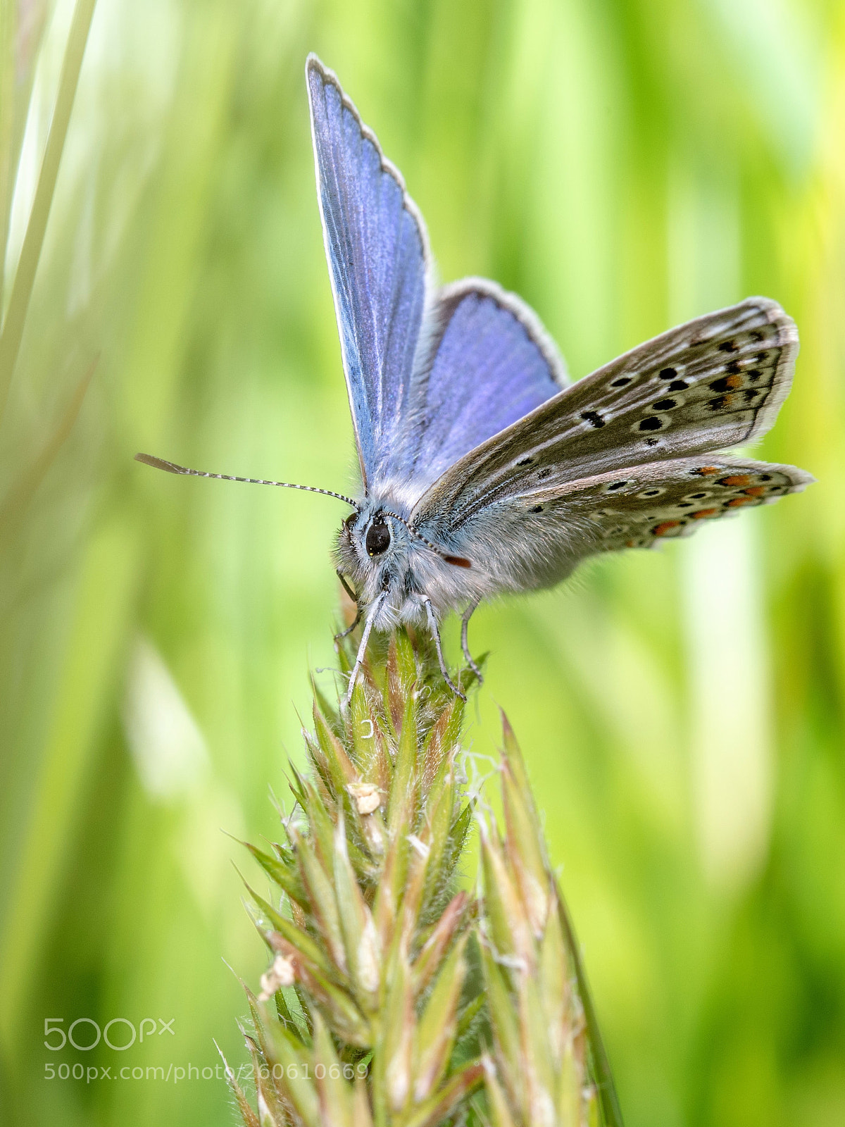 Nikon D500 sample photo. Common blue butterfly photography