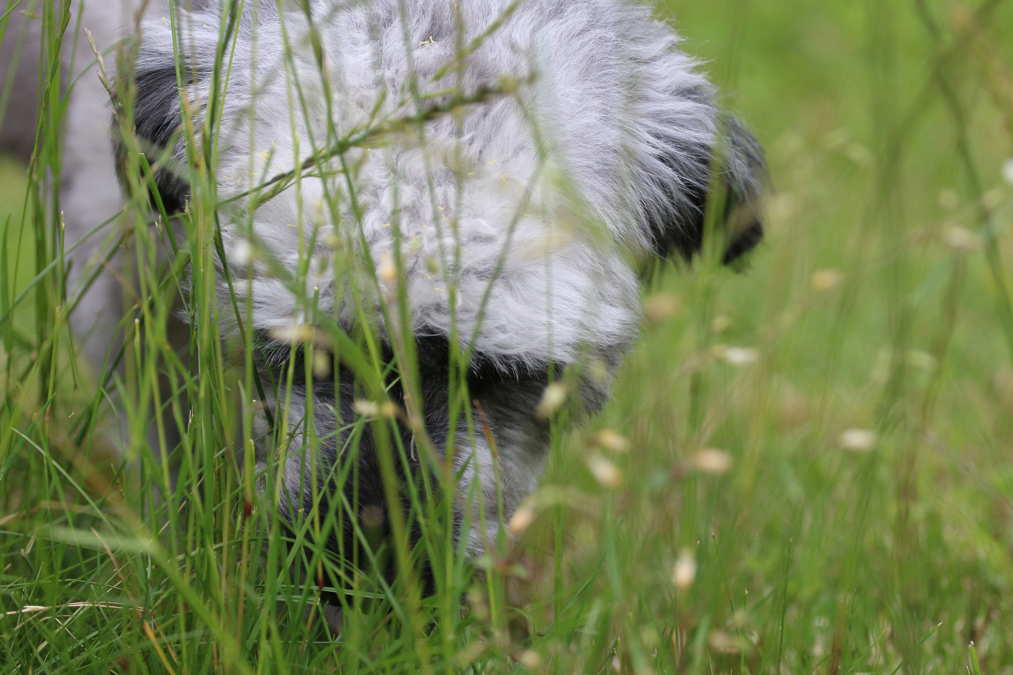 Canon EOS 70D + Canon EF 70-200mm F4L USM sample photo. Img photography
