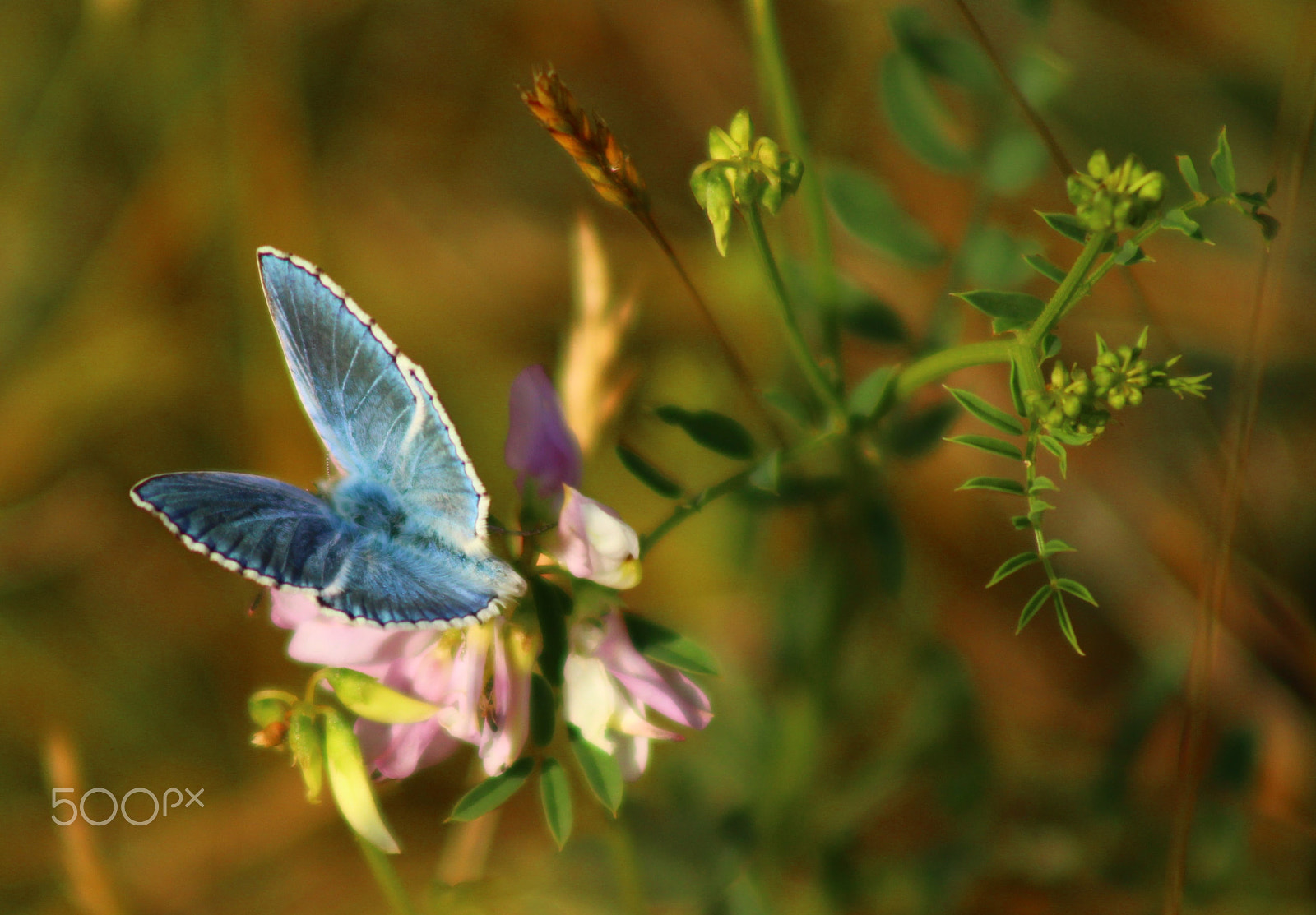 Canon EOS 100D (EOS Rebel SL1 / EOS Kiss X7) sample photo. Modrasek photography