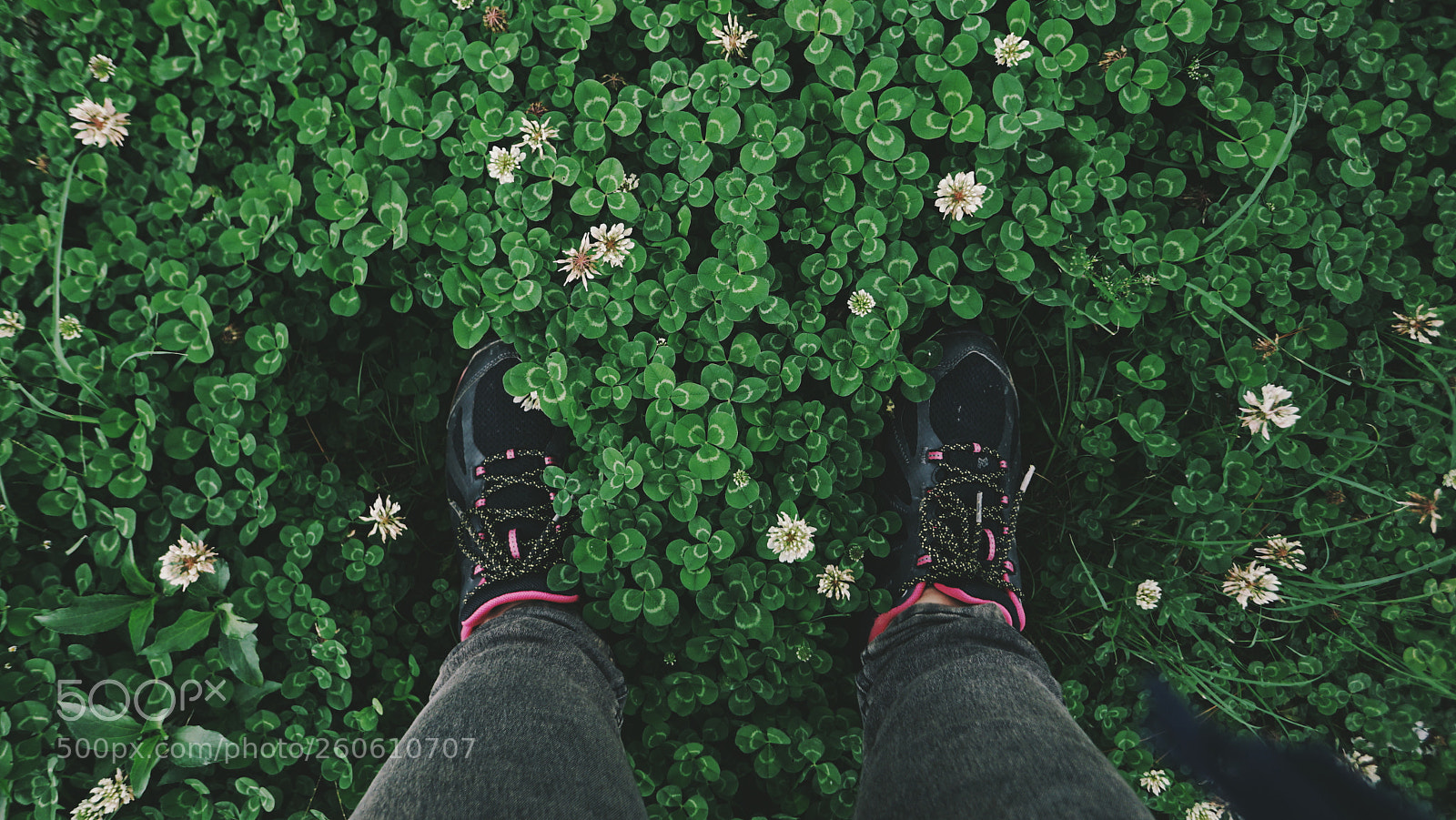 Sony a7 II sample photo. Wild flowers photography