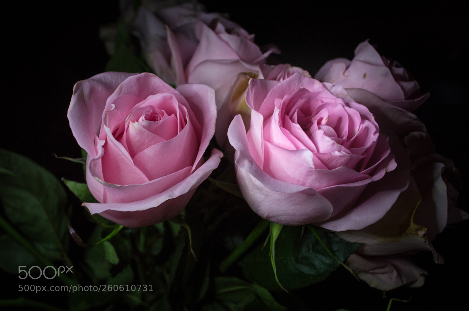 Nikon D3200 sample photo. Two roses photography