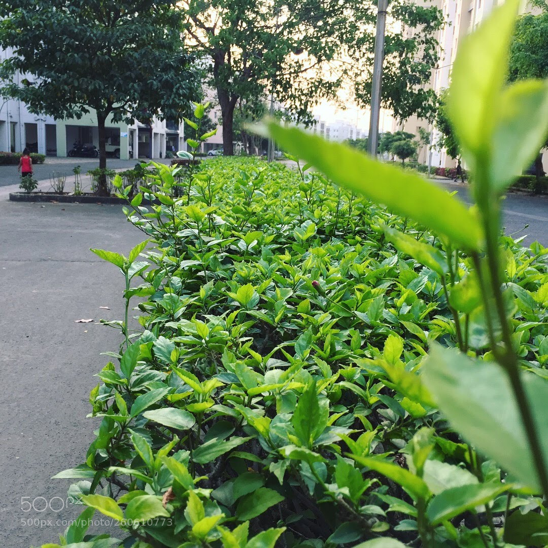 Apple iPhone 6 sample photo. Img photography