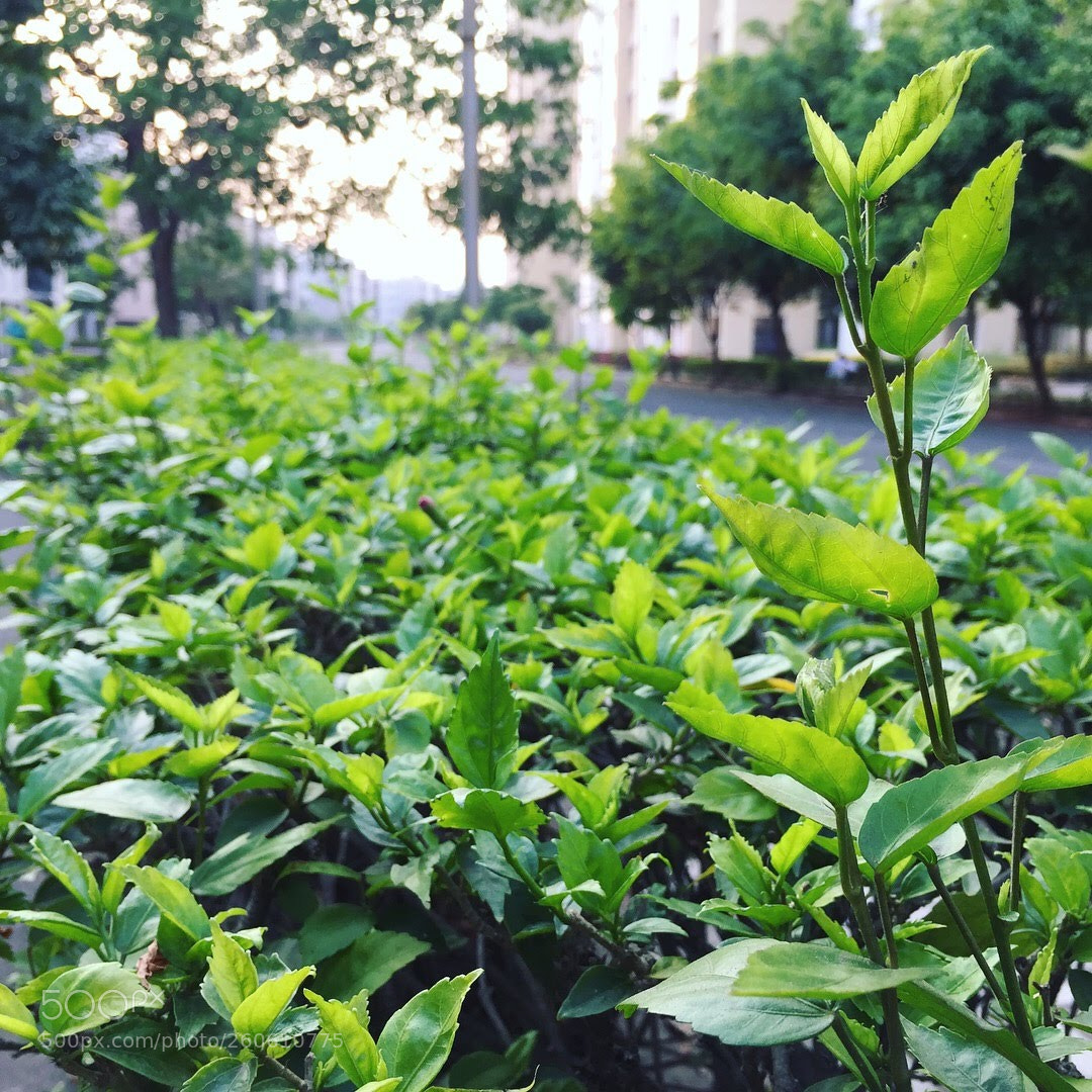 Apple iPhone 6 sample photo. Img photography
