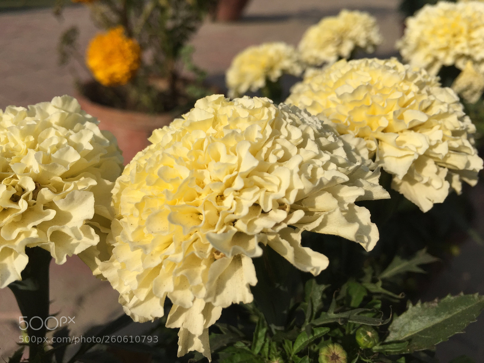 Apple iPhone 6 sample photo. Img photography