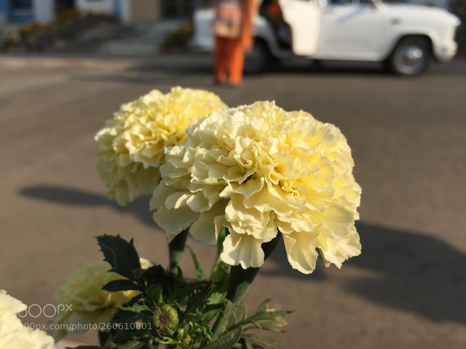 Apple iPhone 6 sample photo. Img photography