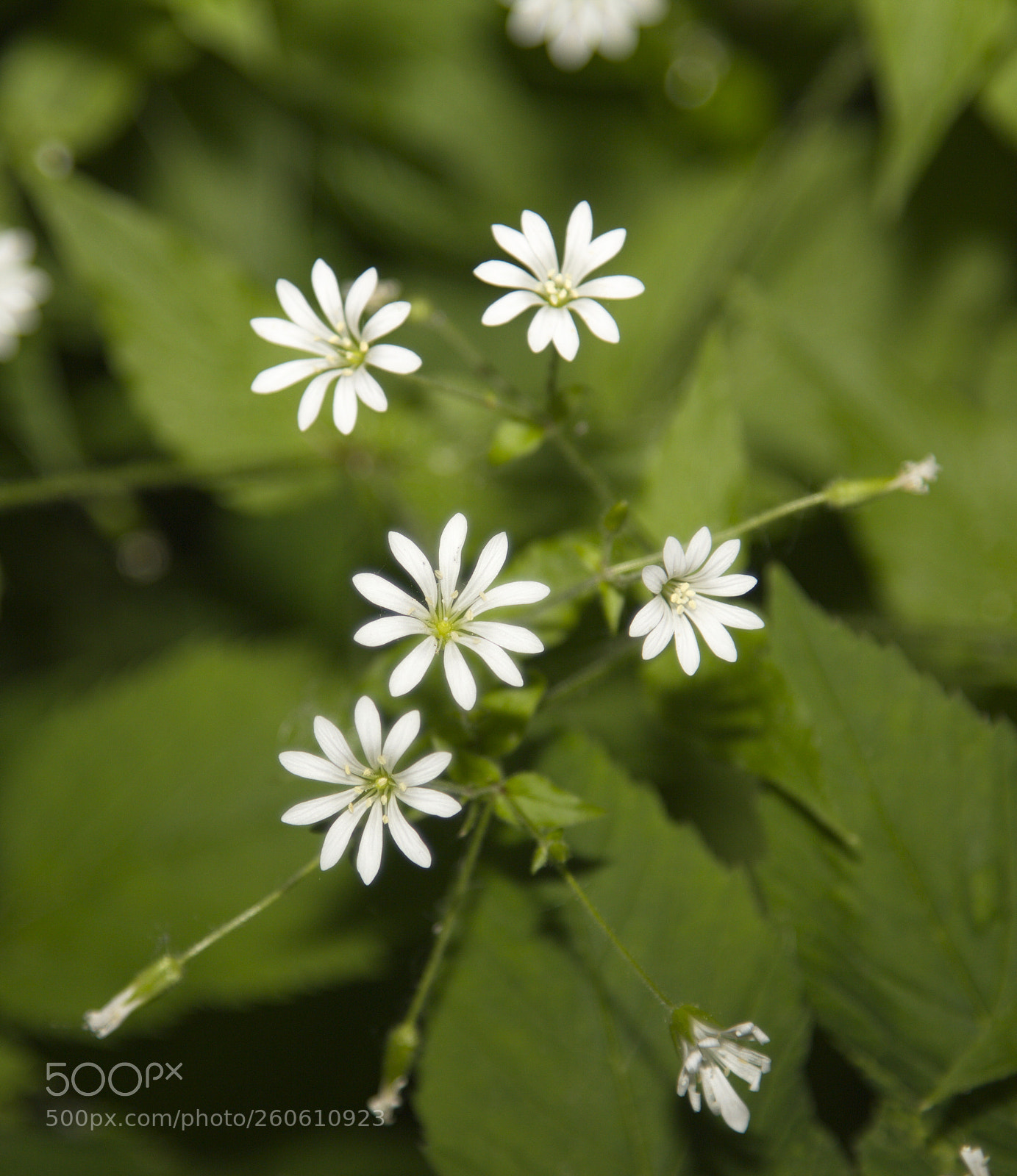 Canon EOS 60D + Canon EF 24-105mm F4L IS USM sample photo. Flowers photography