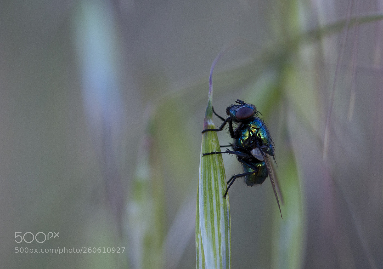 Canon EOS 6D sample photo. The fly photography