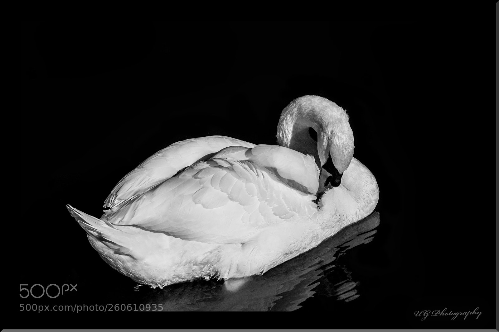 Nikon D5500 sample photo. Midnight swan photography