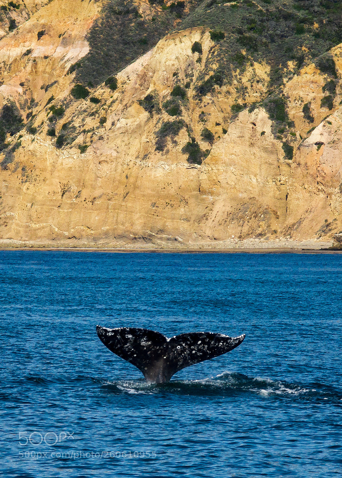 Sony a6000 sample photo. Whale tail - channel photography