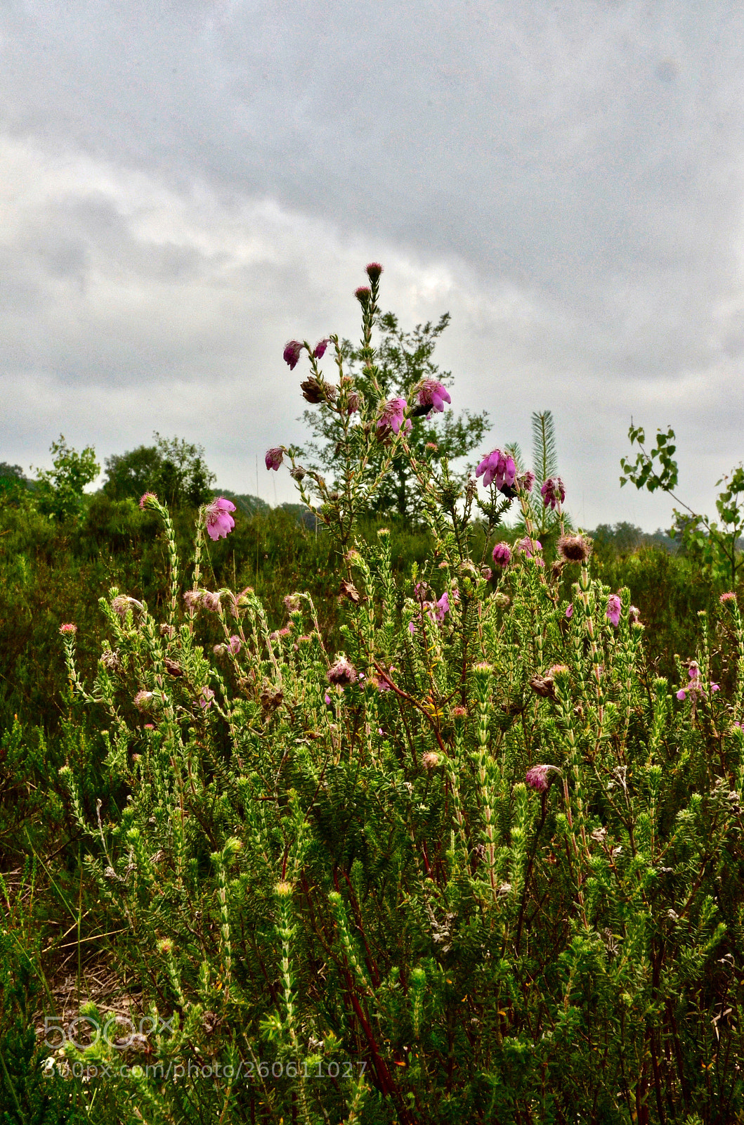 Nikon D5100 sample photo. Lush photography