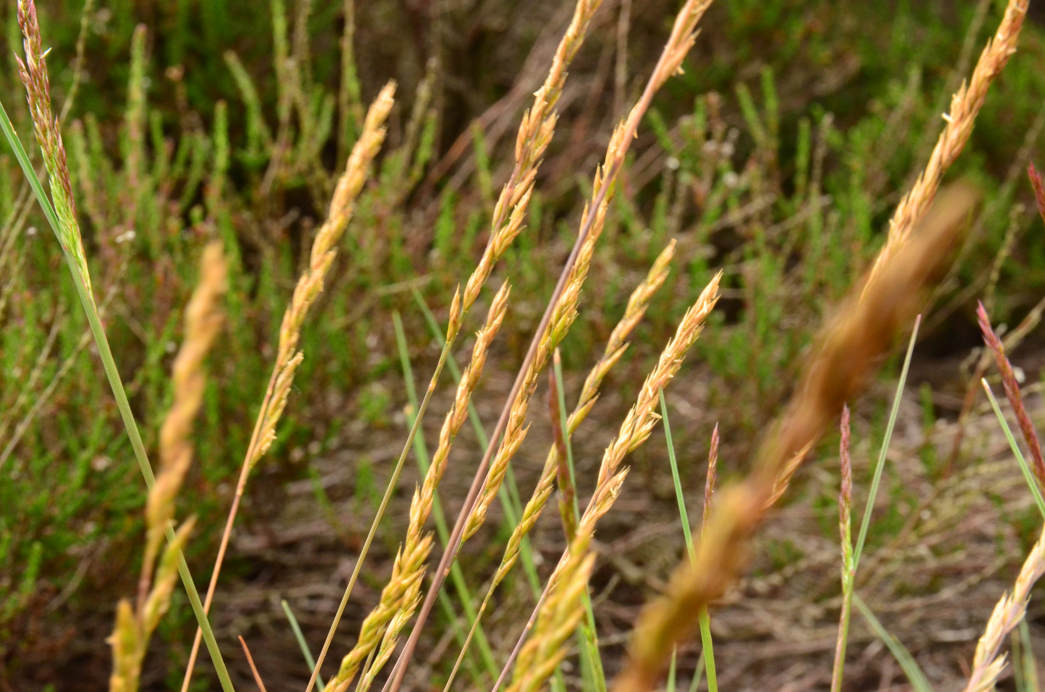 Sigma 17-70mm F2.8-4 DC Macro OS HSM | C sample photo. Grass photography