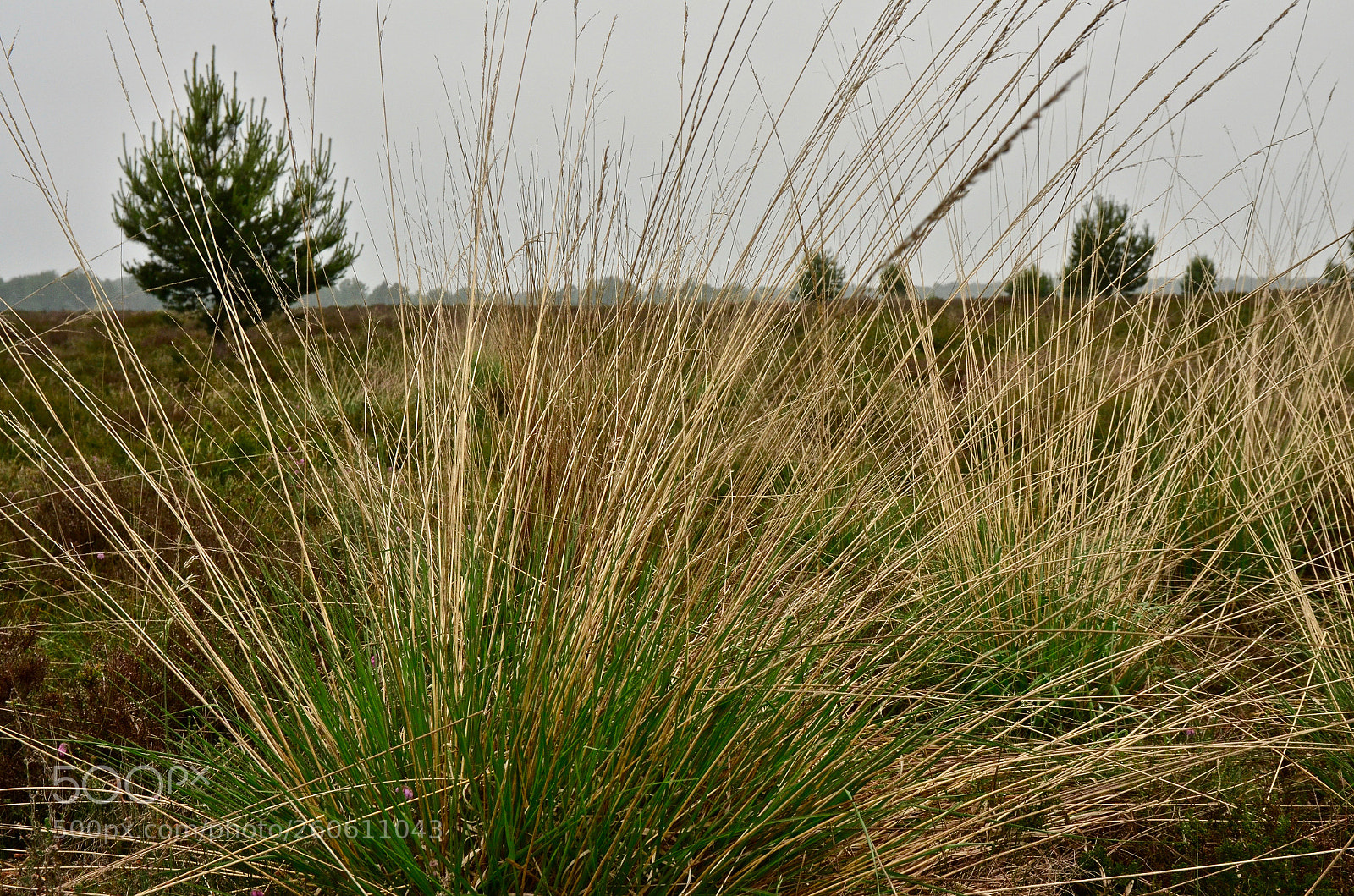 Nikon D5100 sample photo. Wickerwork photography