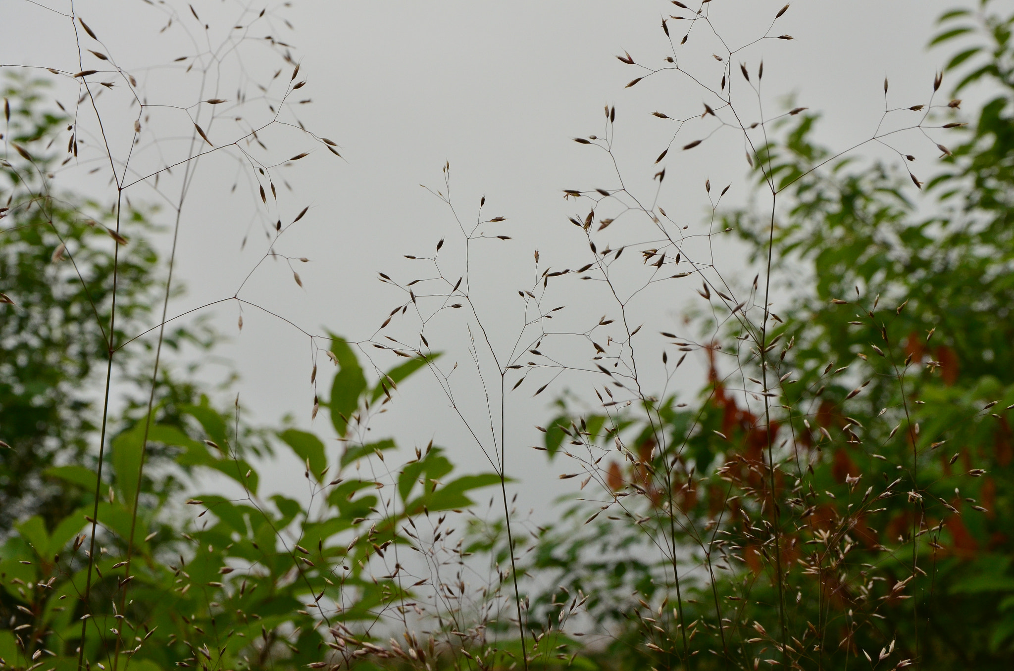 Sigma 17-70mm F2.8-4 DC Macro OS HSM | C sample photo. Don't mind being small photography