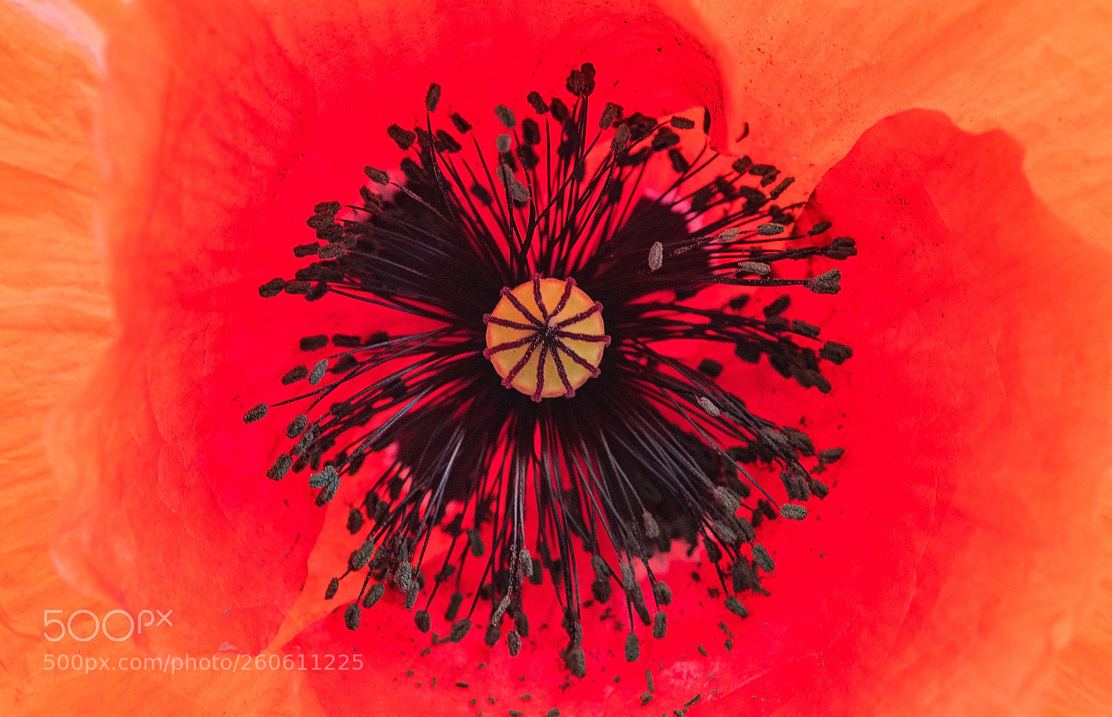 Nikon D500 sample photo. Inside the poppy photography