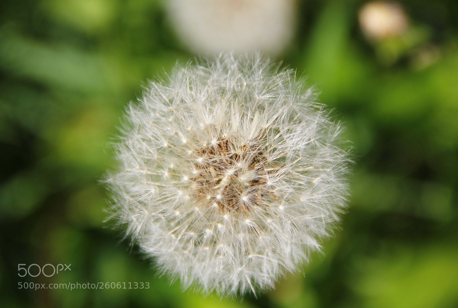 Canon EF-S 18-135mm F3.5-5.6 IS sample photo. Dandelion photography