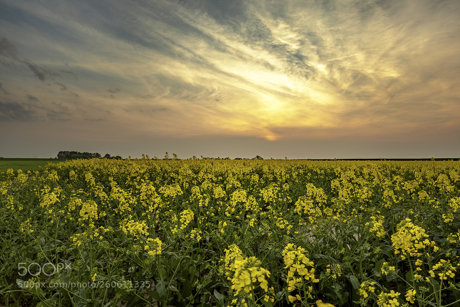 Nikon D810 sample photo. The friesland saga photography