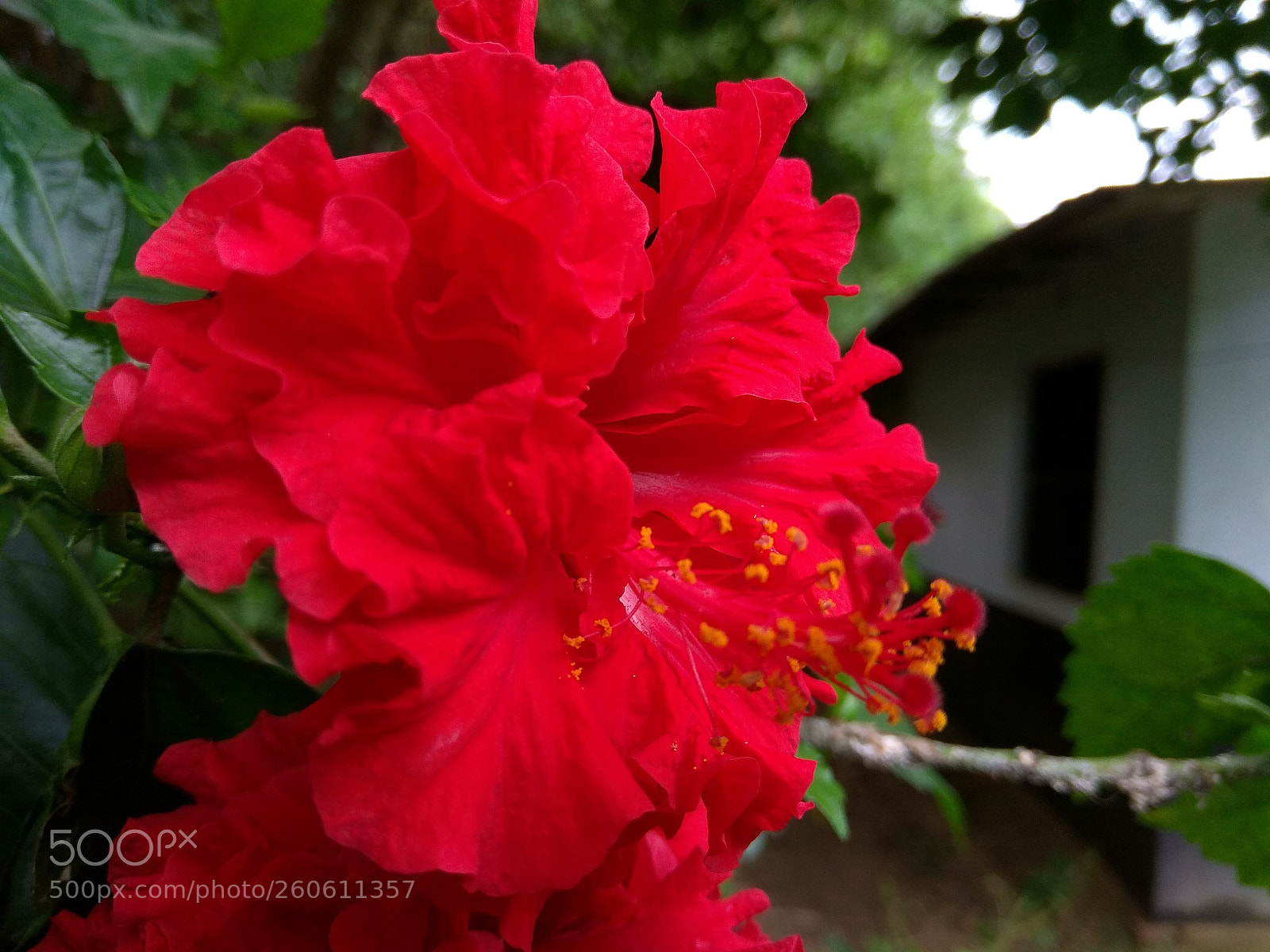 Xiaomi Redmi Note 4 sample photo. Hdr photography