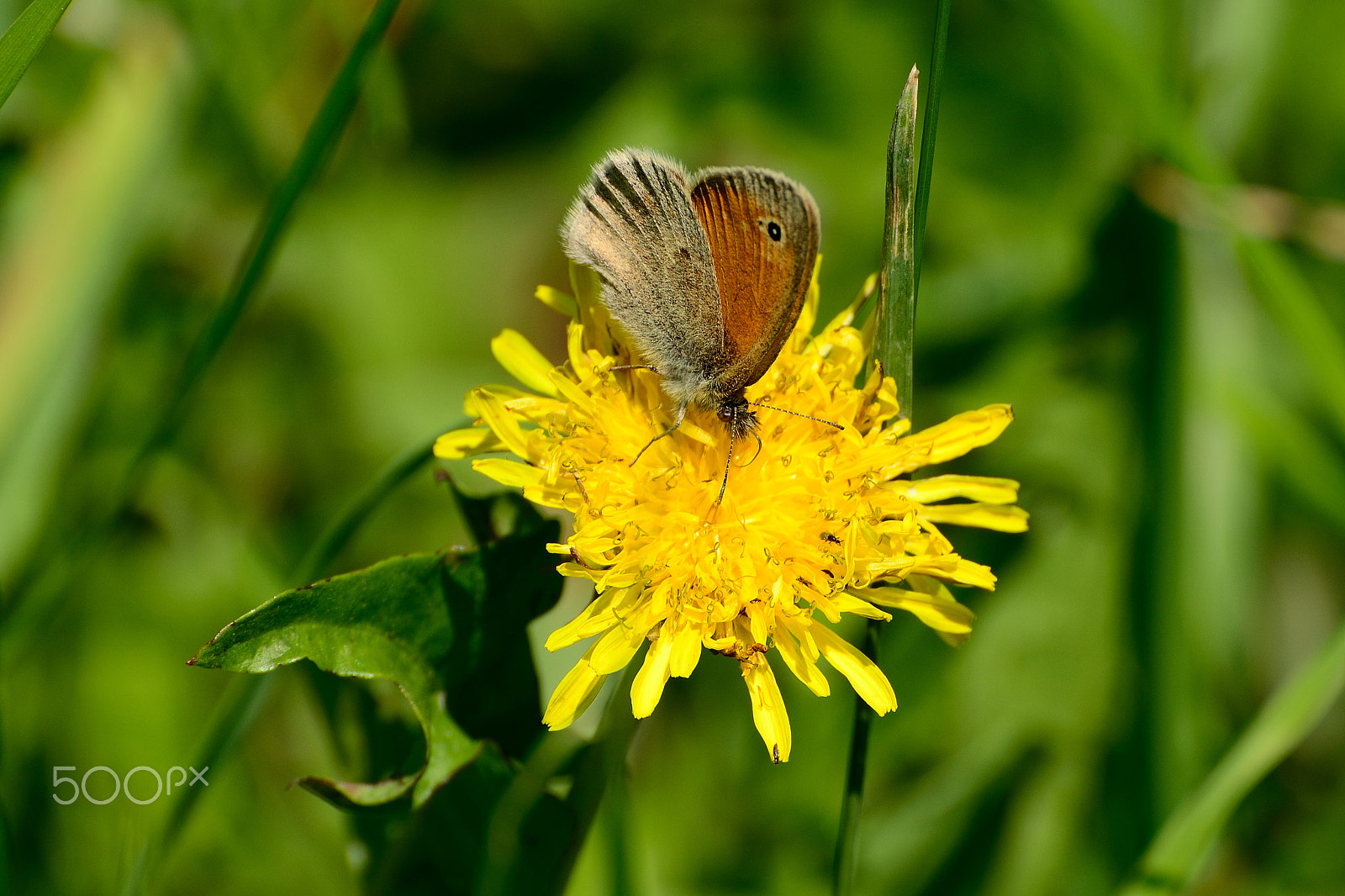 Nikon D5100 sample photo. Butterfly photography