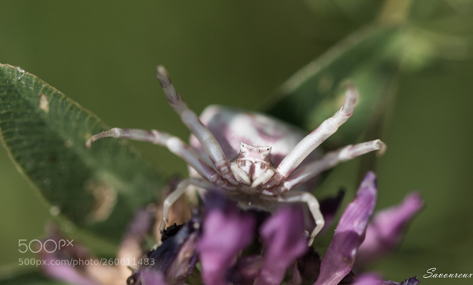 Nikon D5500 sample photo. Thomise photography