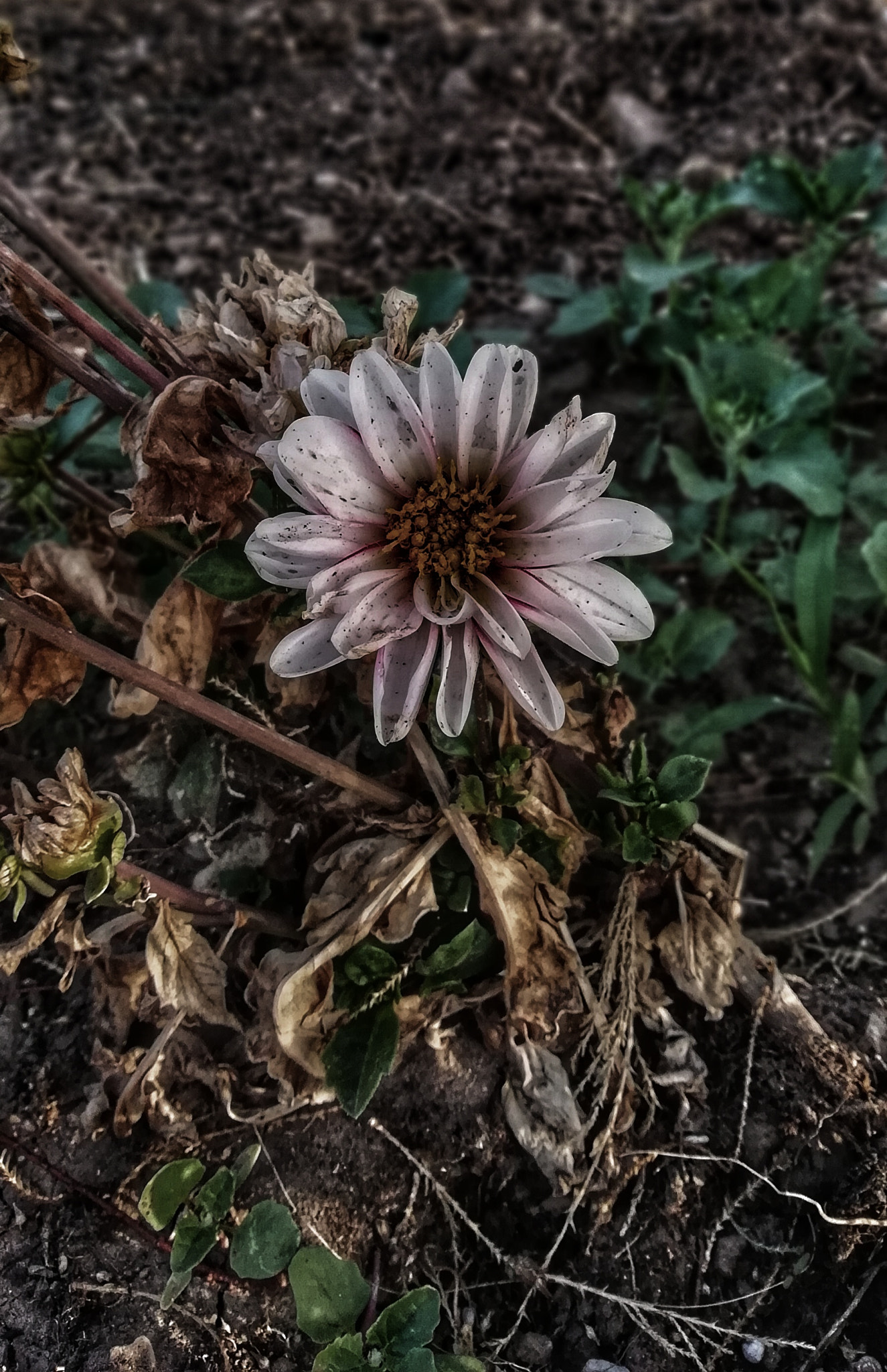 HUAWEI FIG-LX1 sample photo. More... photography
