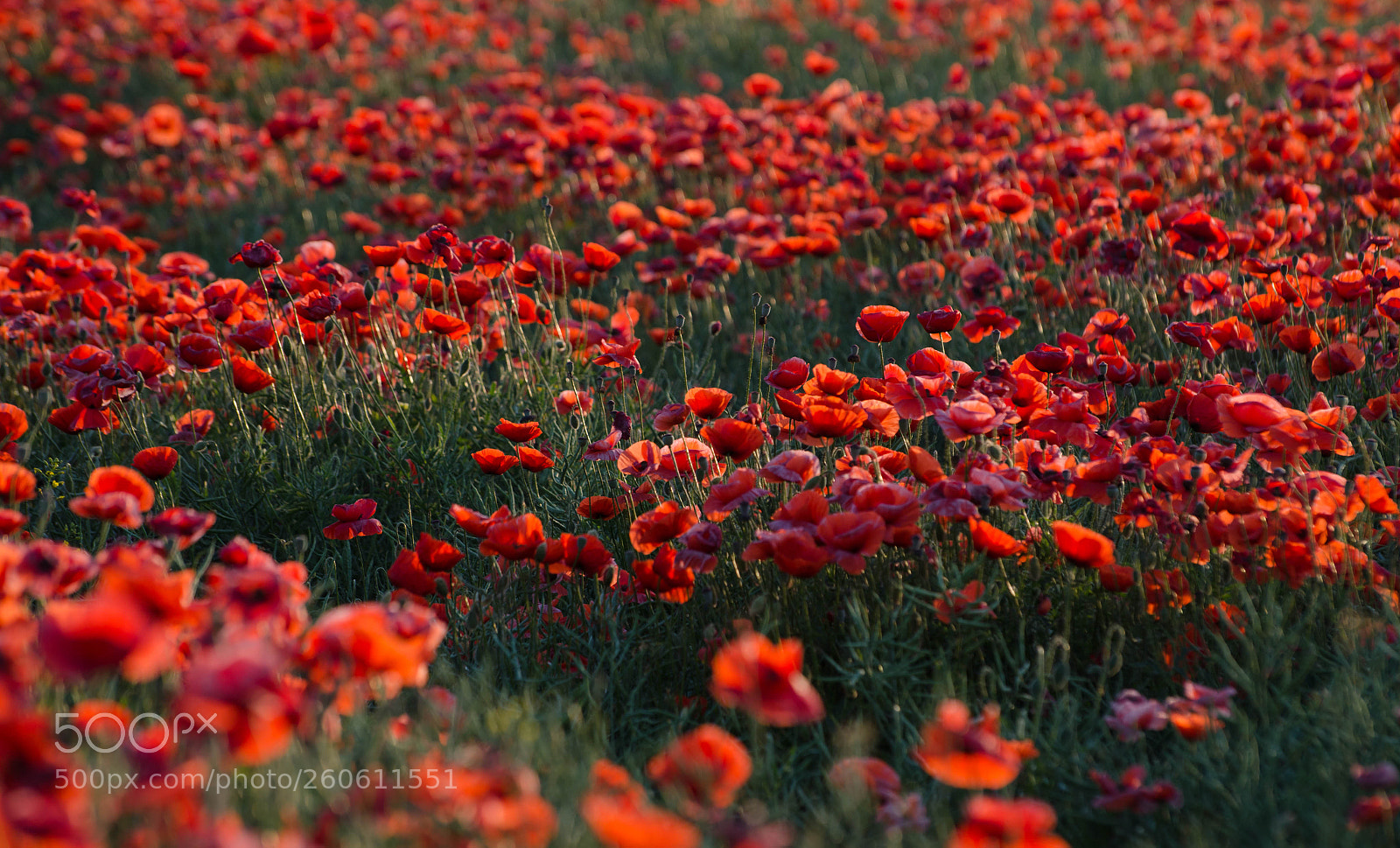 Nikon D7000 sample photo. Poppies photography