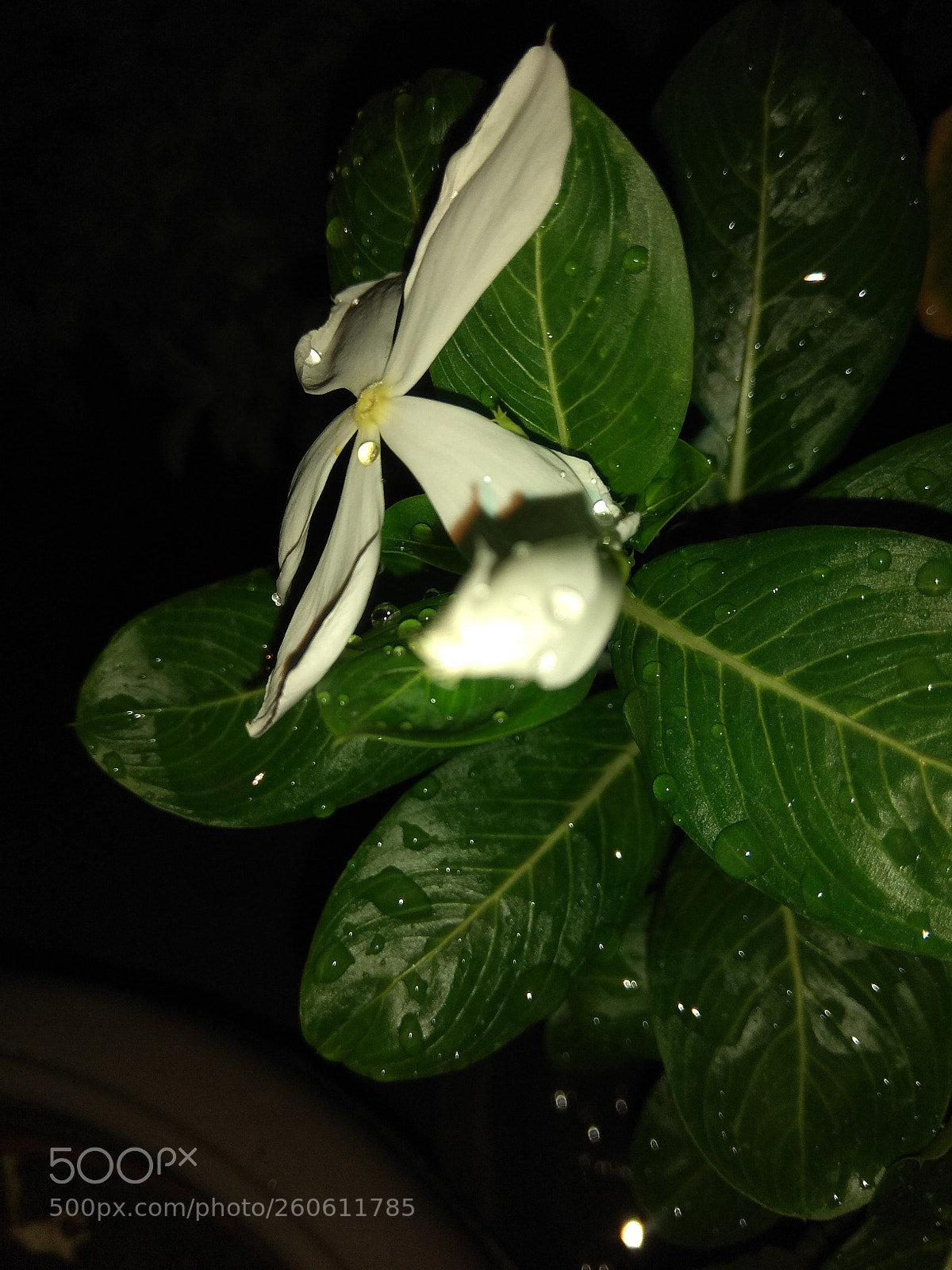Xiaomi Redmi Note 4 sample photo. Untitled photography