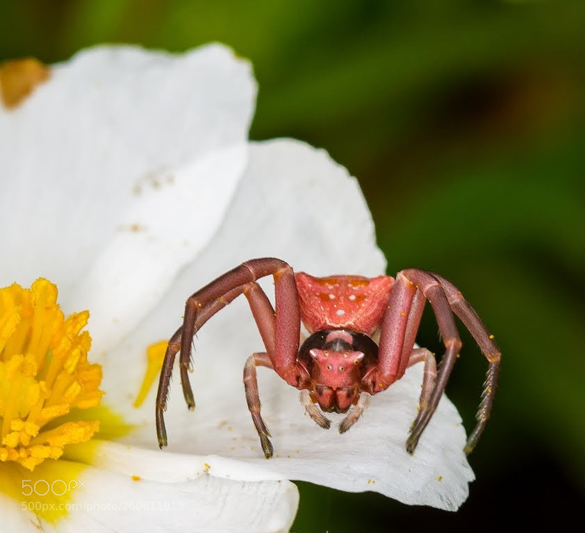 Nikon D7200 sample photo. Thomisus onustus photography