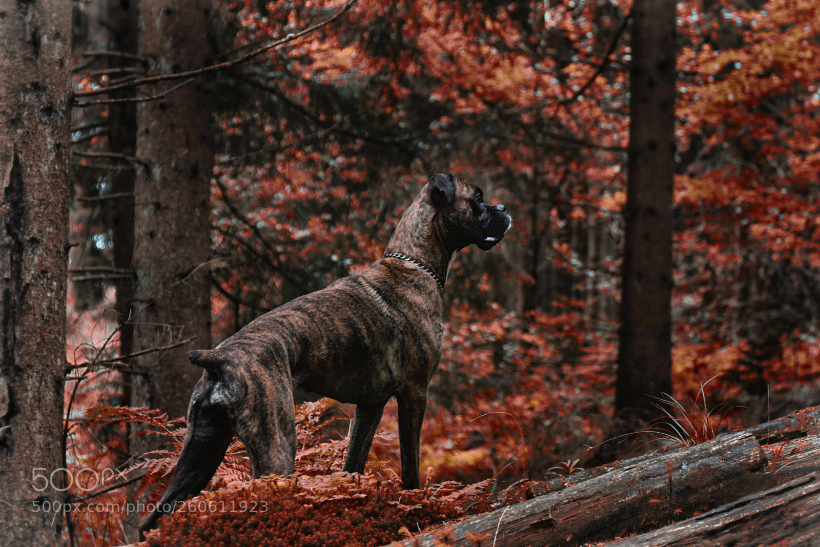 Canon EOS 7D Mark II sample photo. Suri photography
