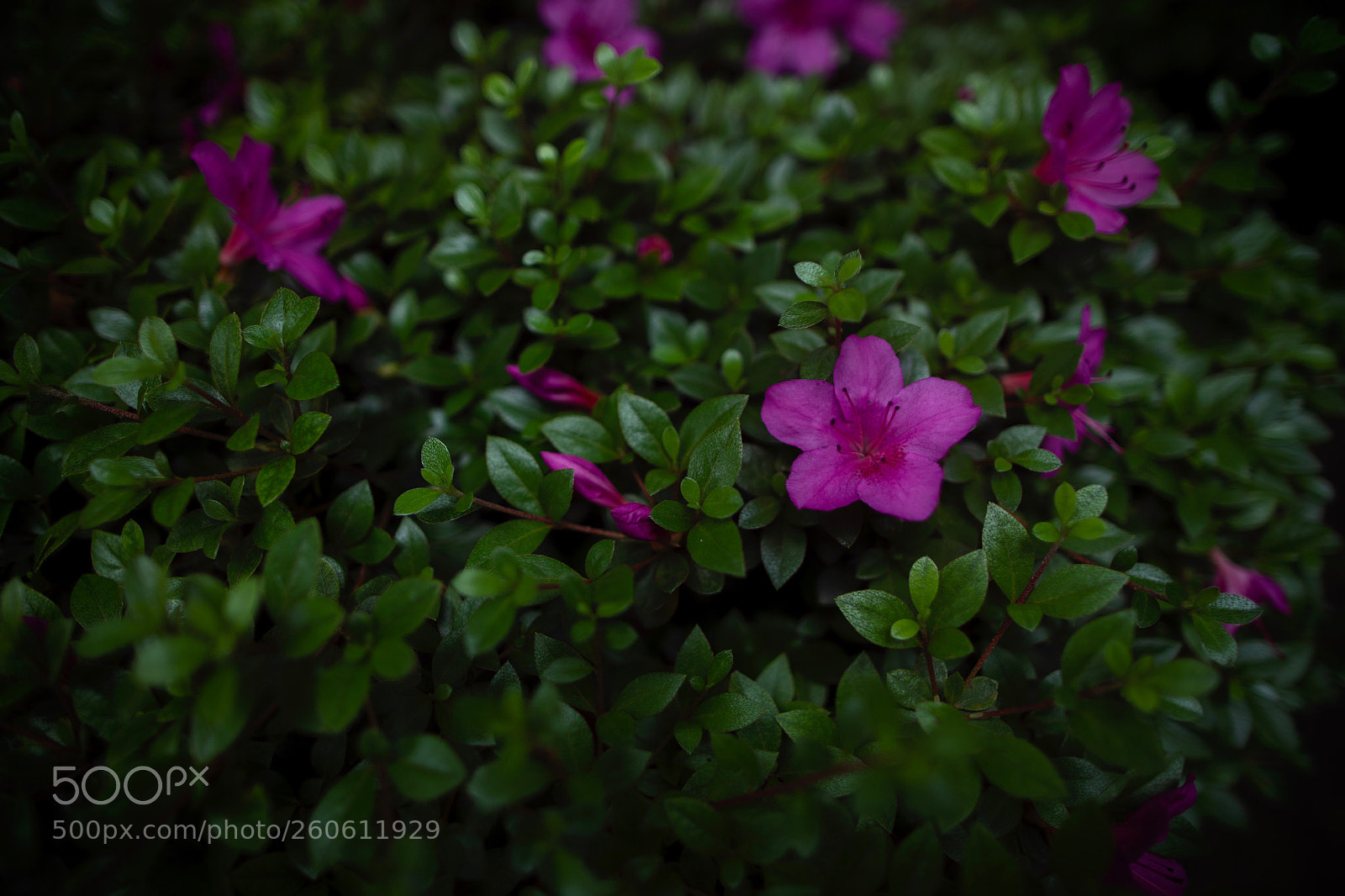 Canon EOS 5D Mark IV sample photo. Azalea photography