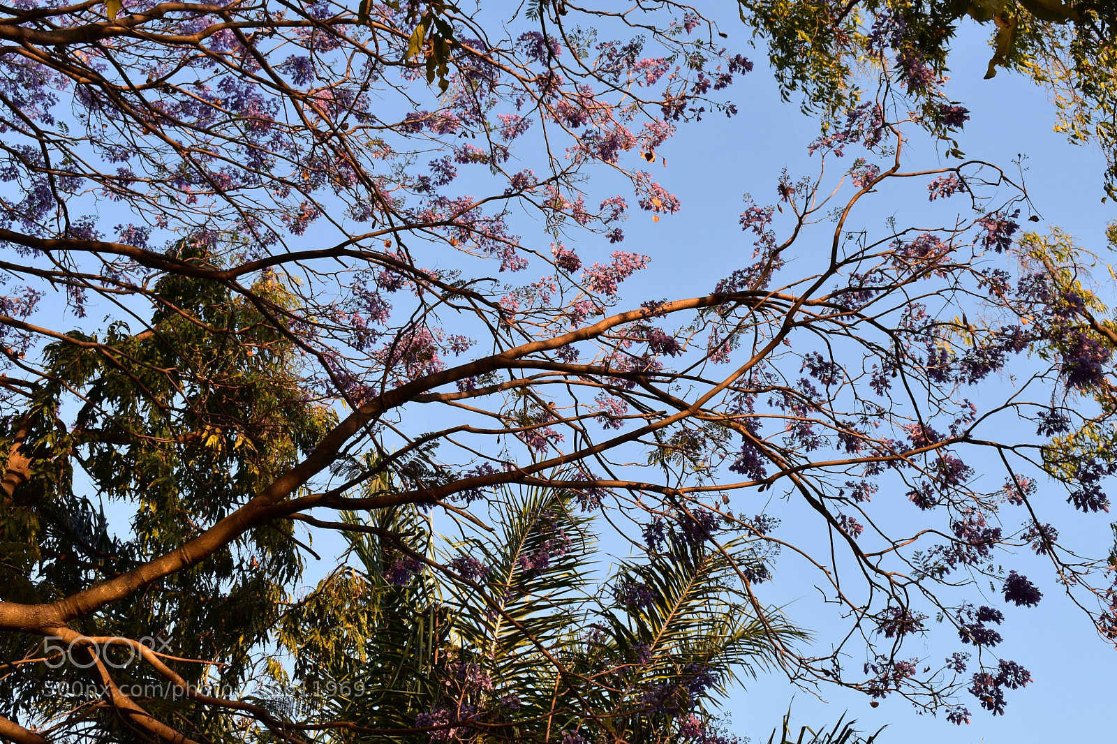 Nikon D3400 sample photo. Pink flowers in the photography