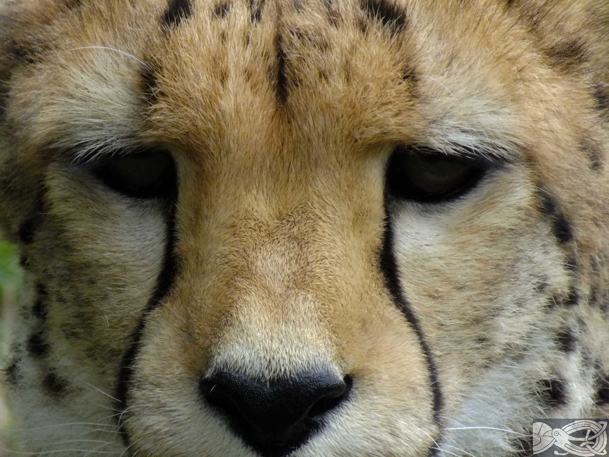 FujiFilm FinePix HS20 EXR (FinePix HS22 EXR) sample photo. Cheetah photography