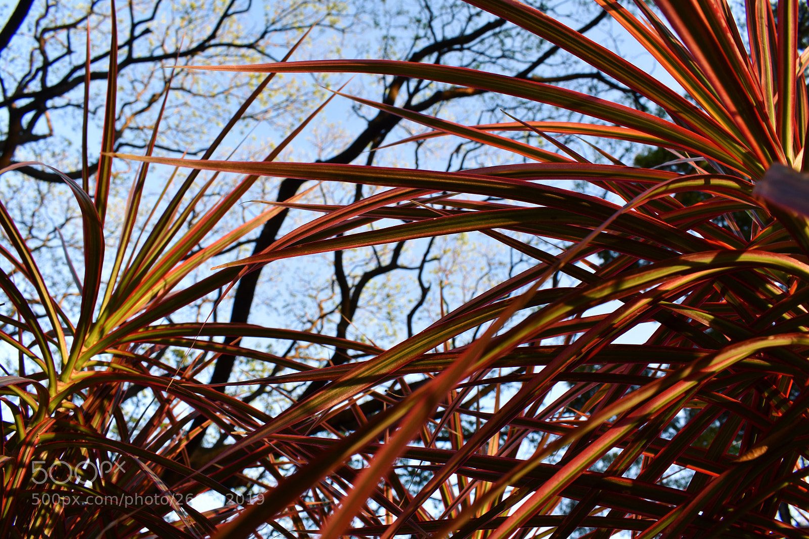 Nikon D3400 sample photo. Nature's fireworks photography