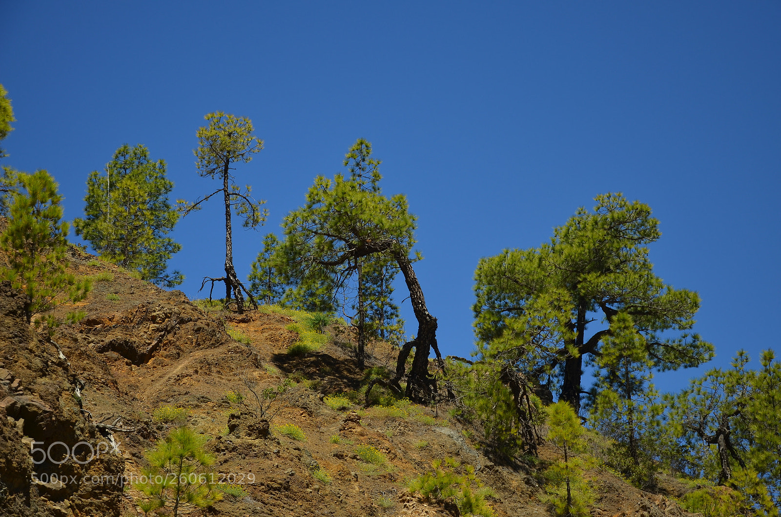 Nikon D5100 sample photo. Baummenschen photography