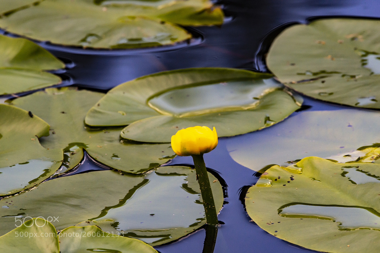 Nikon D4 sample photo. Mystic lake - three photography