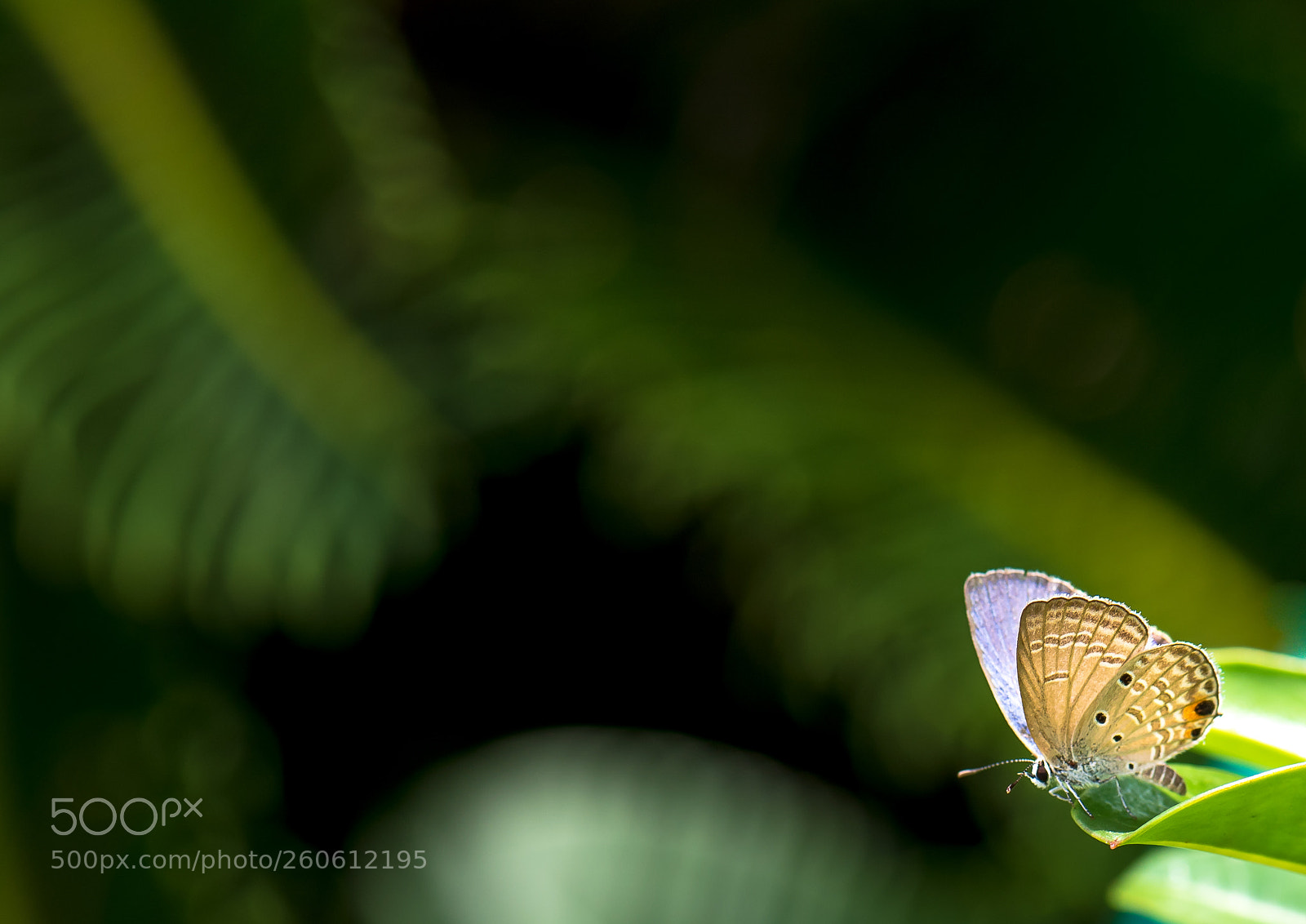 Nikon D750 sample photo. Little butterfly. photography