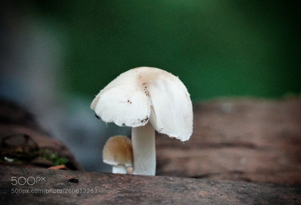 Sony a7 III sample photo. Mushroom photography