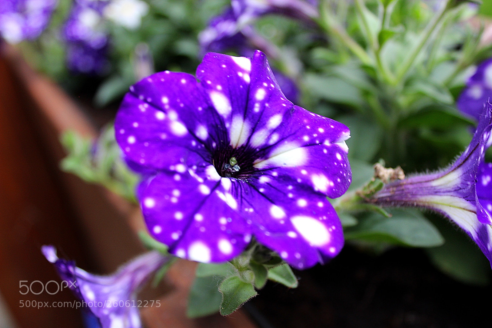 Canon EOS 600D (Rebel EOS T3i / EOS Kiss X5) sample photo. Eye catching photography