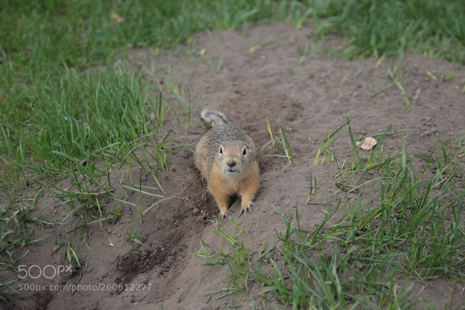 Canon EOS 60D sample photo. Krasnoyarsk photography
