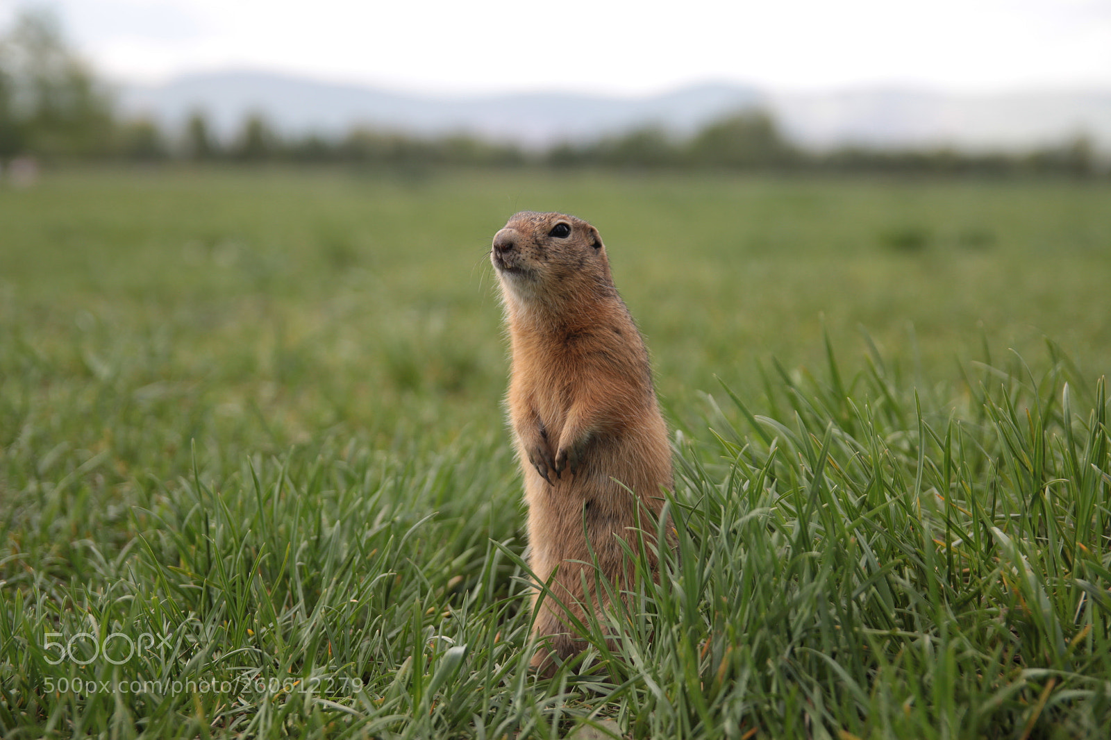 Canon EOS 60D sample photo. Krasnoyarsk photography