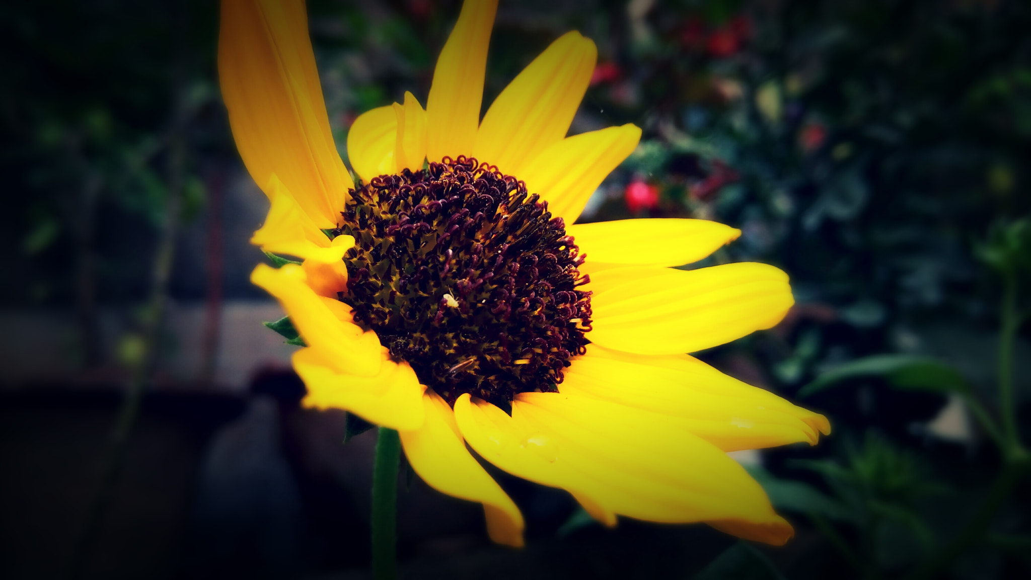 GIONEE A1 lite sample photo. Sunflower photography