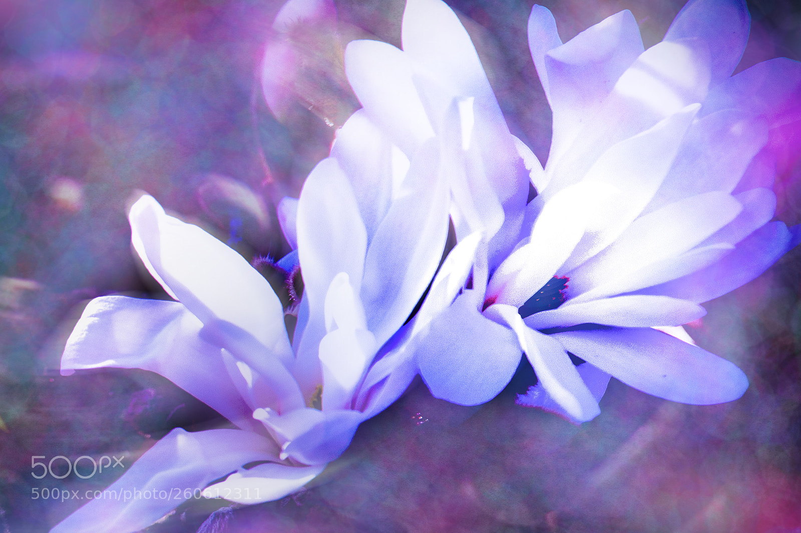 Nikon D5300 sample photo. Magnolia photography
