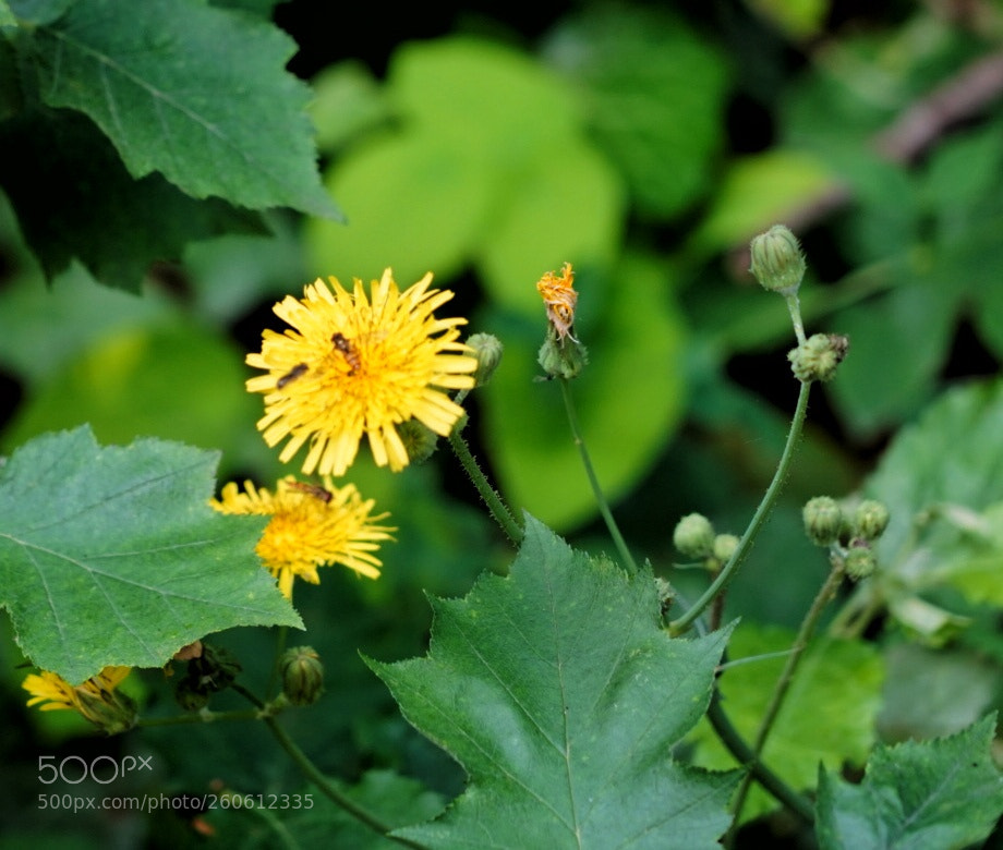 Sony a7 III sample photo. Flower photography