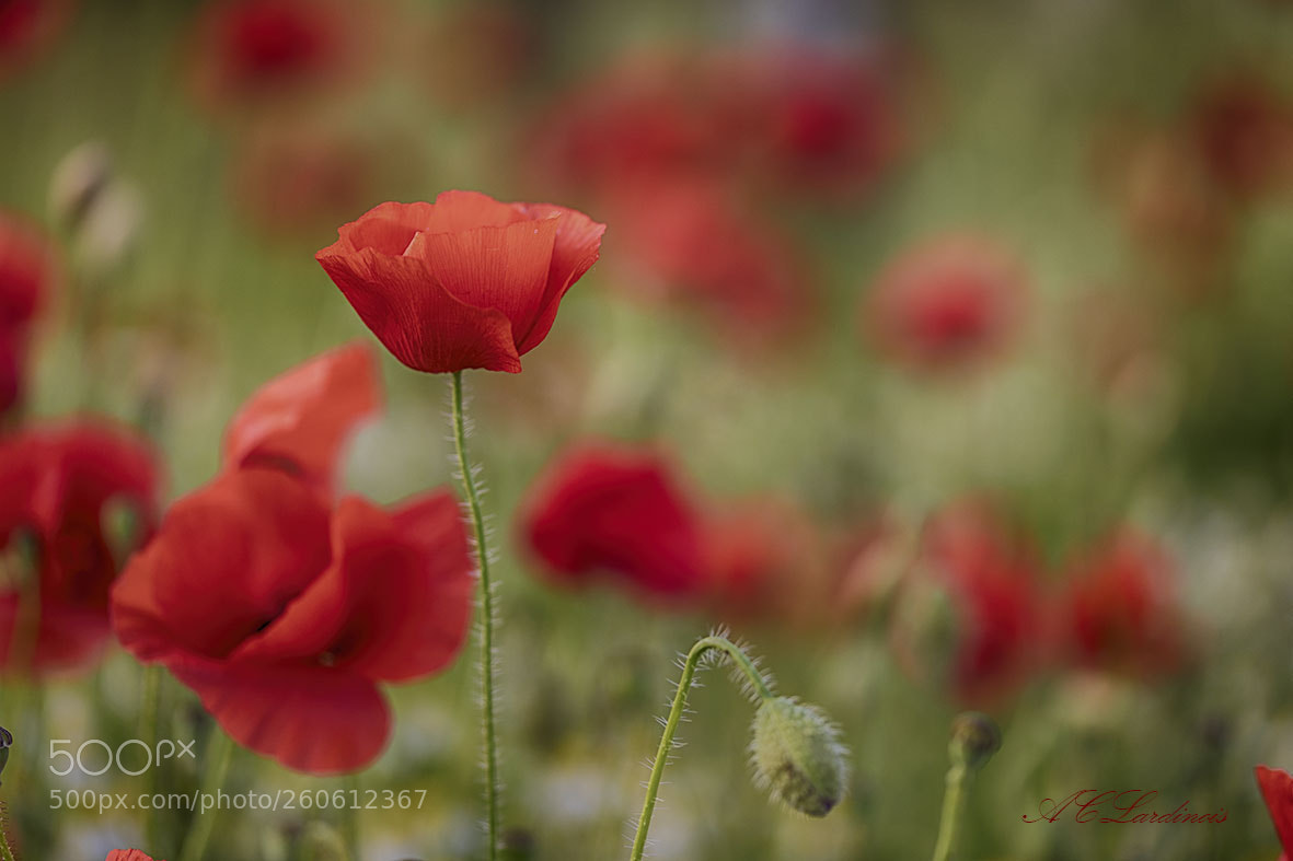 Canon EOS 5D Mark IV sample photo. En rouge et vert photography